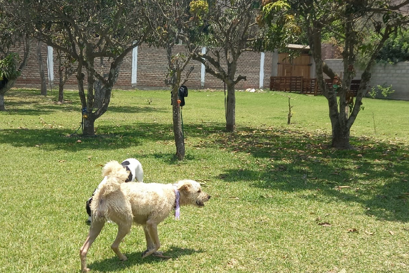 Socialización canina
